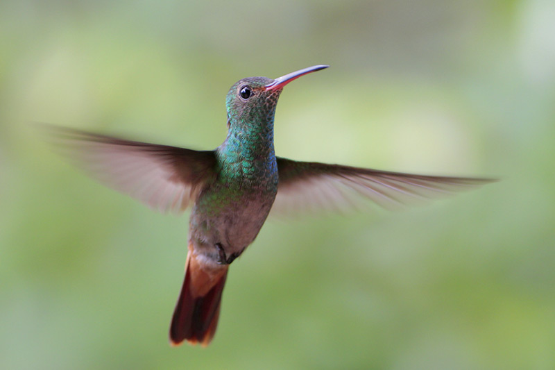 Rufous-tailed Hummingbird