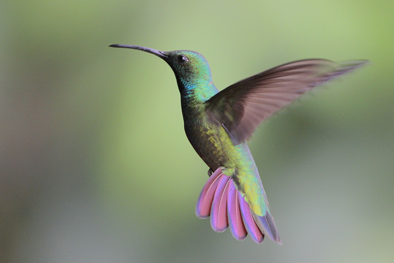 Green-breasted Mango