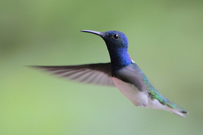 White-necked Jacobin