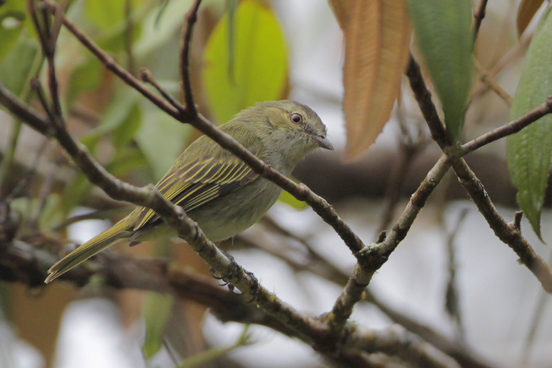 Paltry Tyrannulet