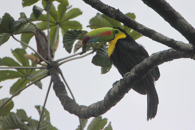 Keel-billed Toucan