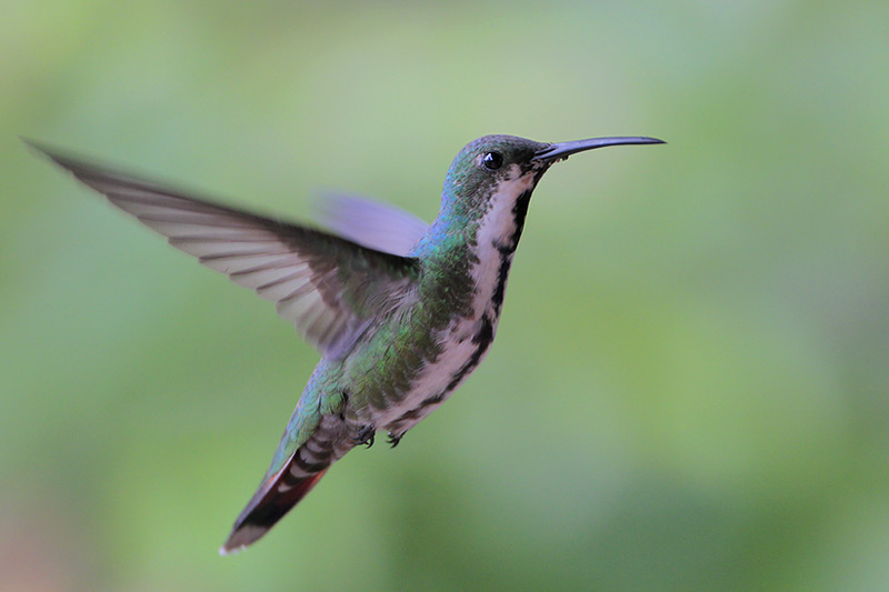 Green-breasted Mango