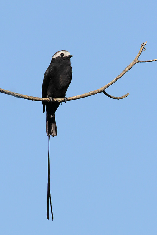 Long-tailed Tyrant