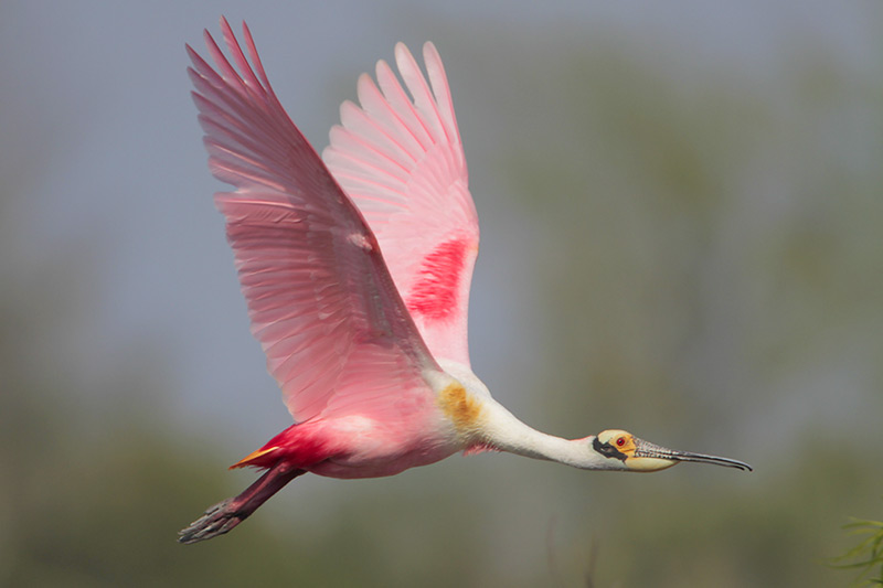 Roseate Spoonbill