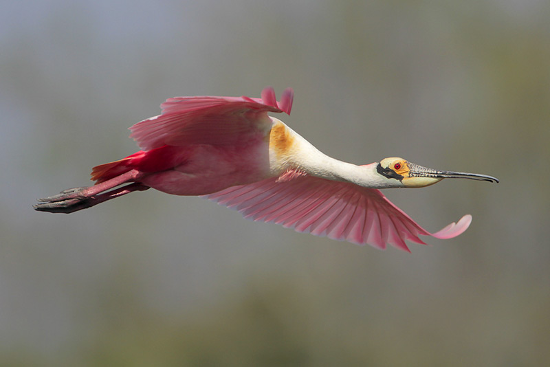Roseate Spoonbill