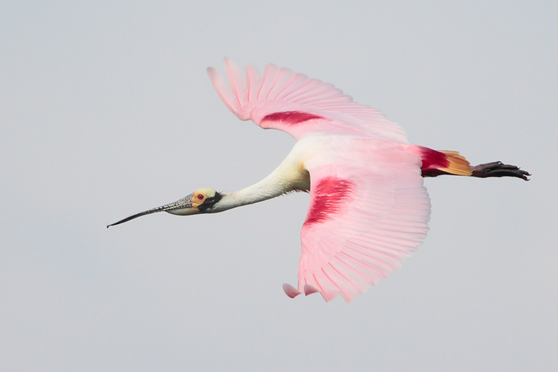 Roseate Spoonbill