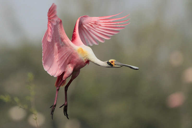 Roseate Spoonbill