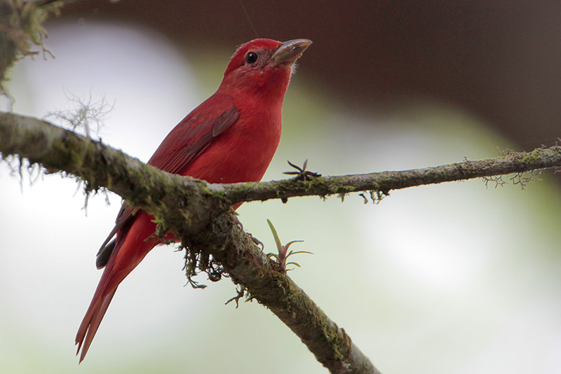 Summer Tanager