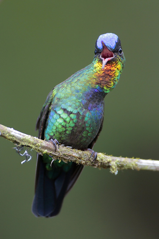 Fiery-throated Hummingbird