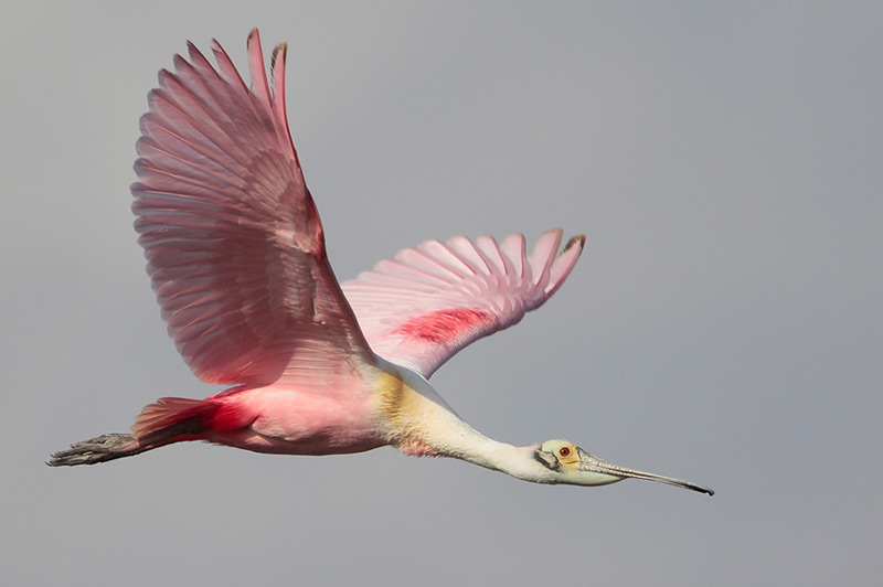 Roseate Spoonbill