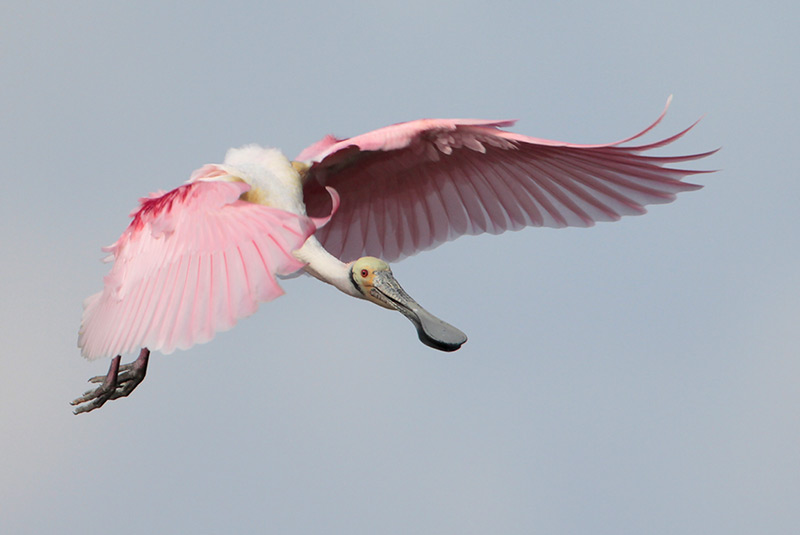 Roseate Spoonbill