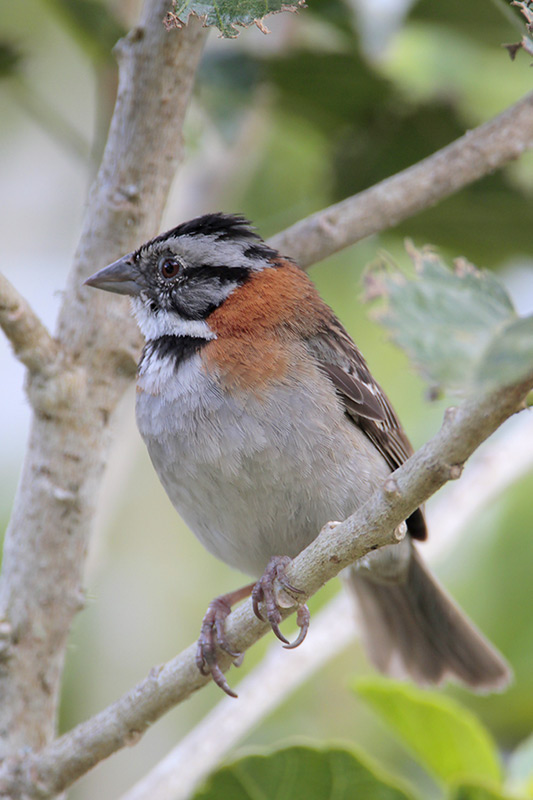 Rufous-collared Sparrow