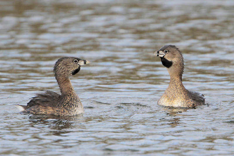 Pied-billed Grebe