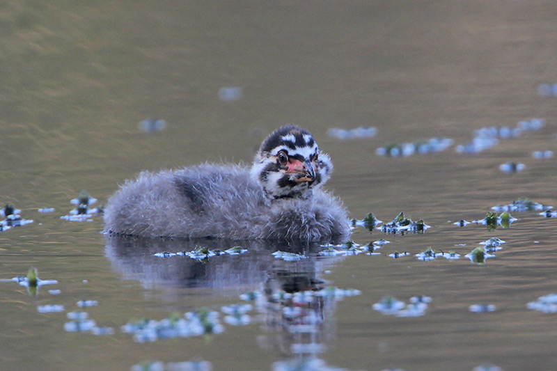 Pied-billed Grebe