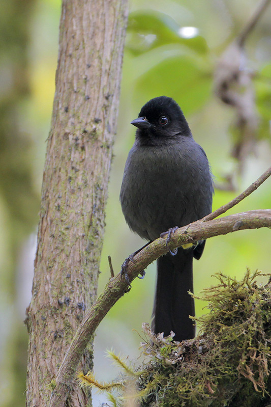 Yellow-thighed Finch