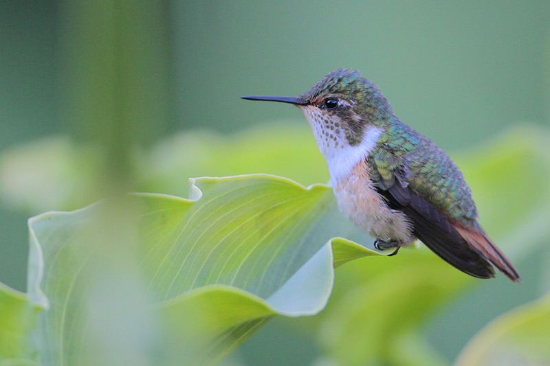 Scintillant Hummingbird