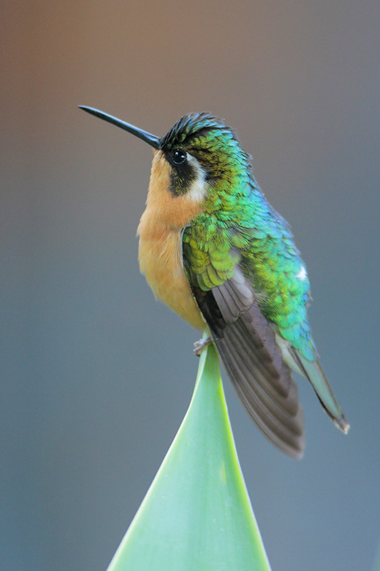 White-throated Mountain-Gem