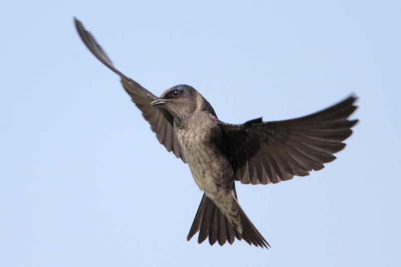 Purple Martin