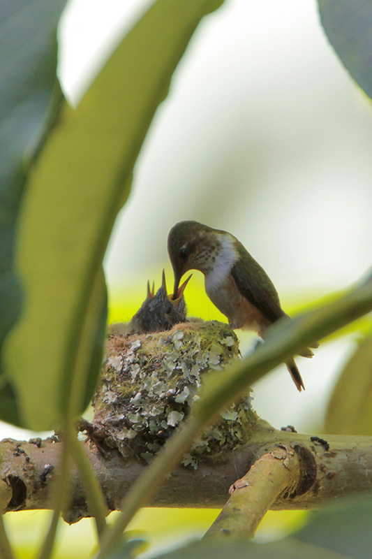 Scintillant Hummingbird