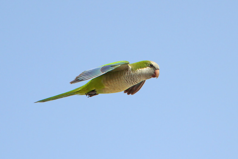 Monk Parakeet