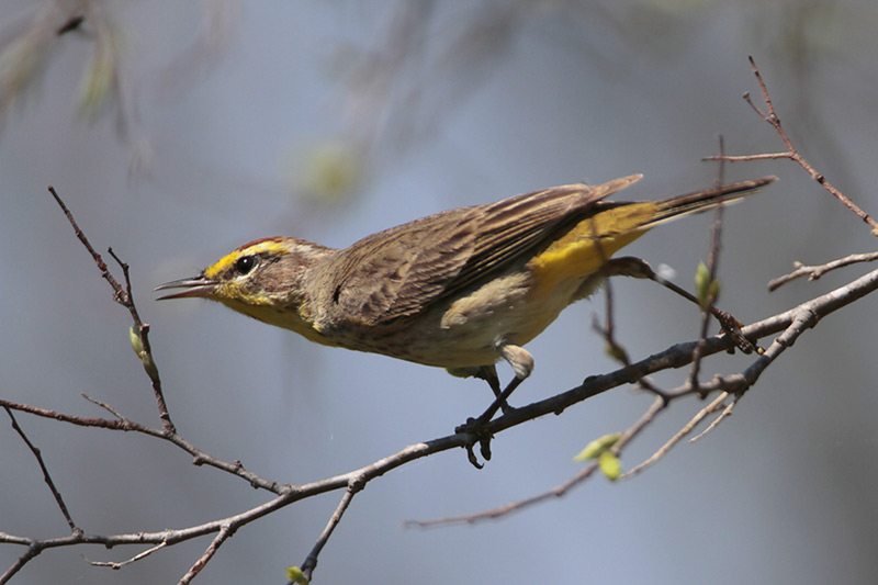 Palm Warbler