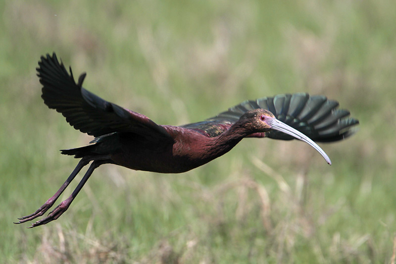 White-faced Ibis