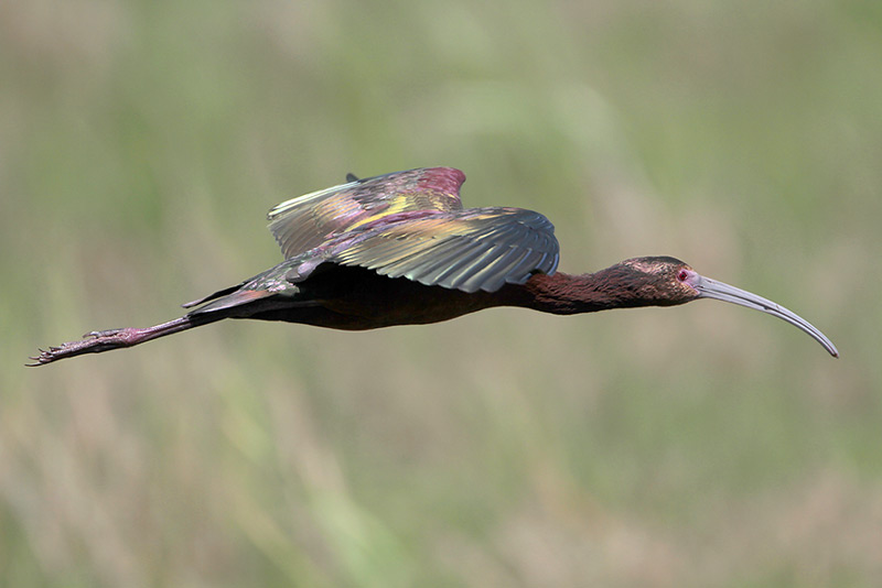 White-faced Ibis