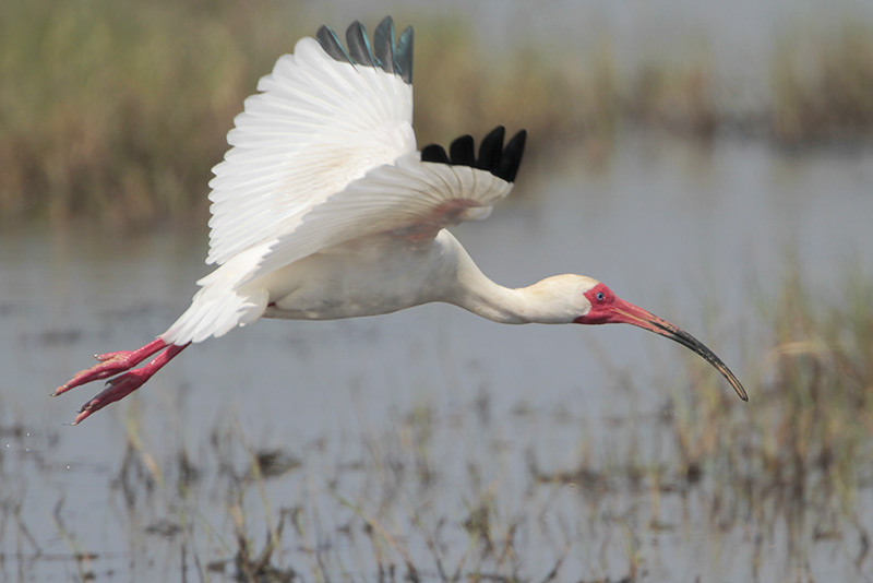 White Ibis