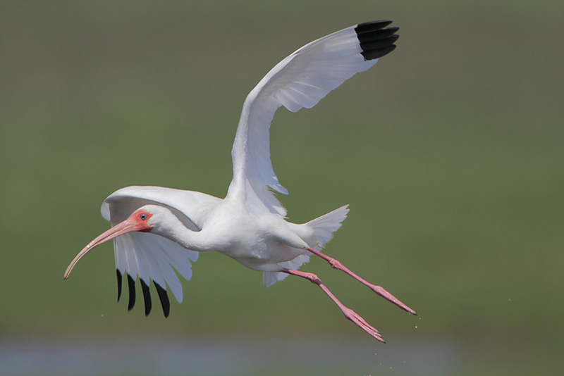 White Ibis
