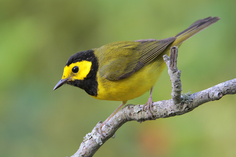 Hooded Warbler