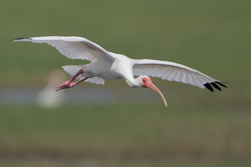 White Ibis
