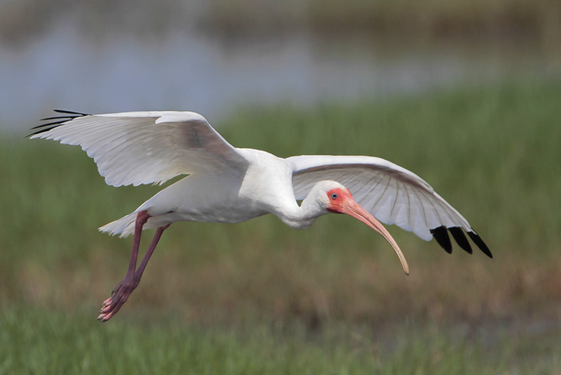 White Ibis