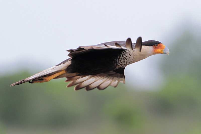 Crested Caracara