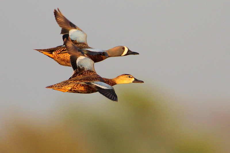 Blue-winged Teal