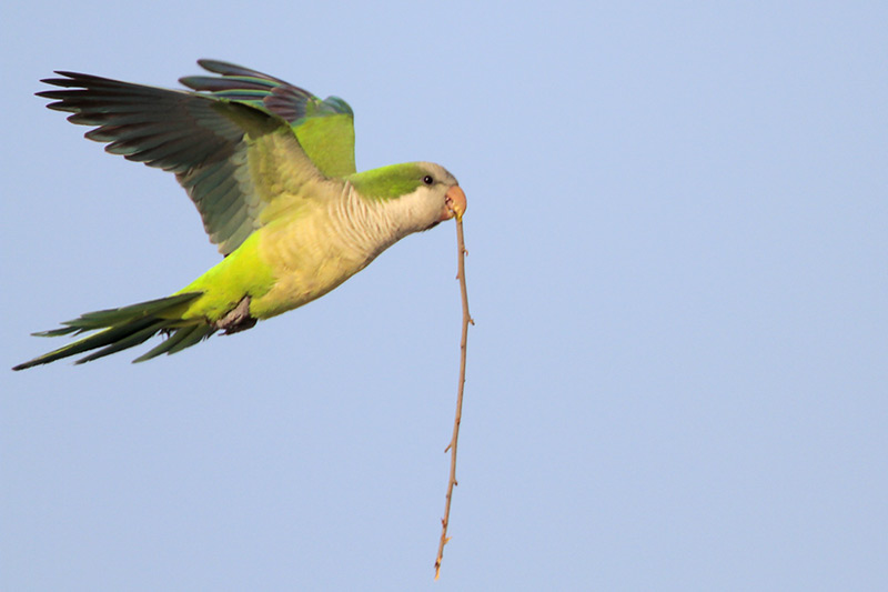 Monk Parakeet