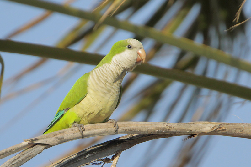 Monk Parakeet
