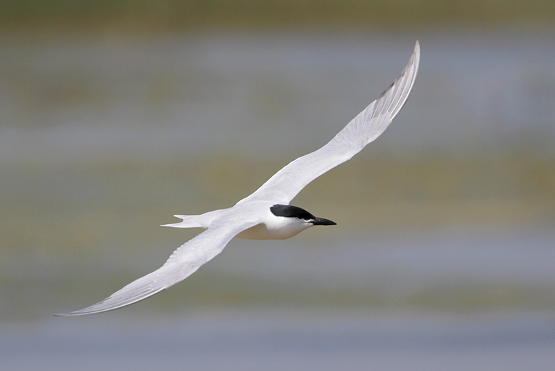 Gull-billed Tern