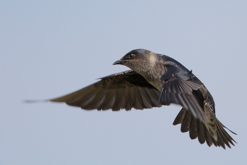 Purple Martin