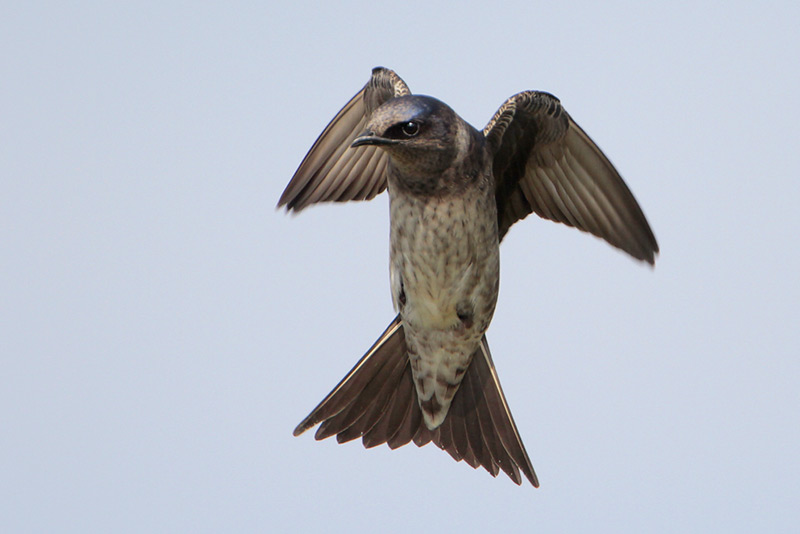 Purple Martin
