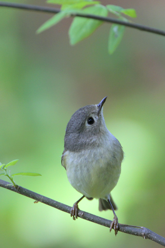 Ruby-crowned Kinglet