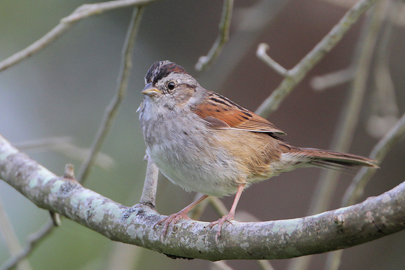 Swamp Sparrow