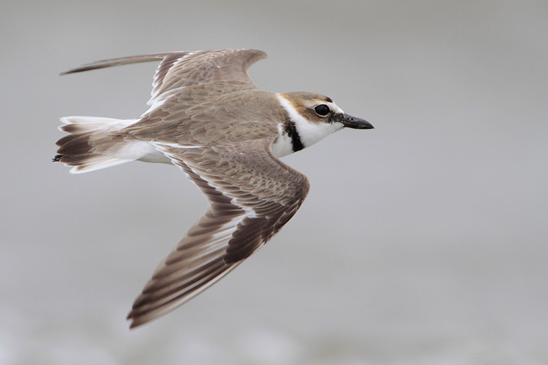 Wilsons Plover