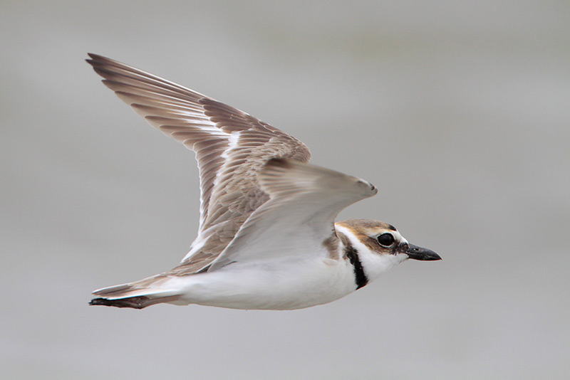 Wilsons Plover