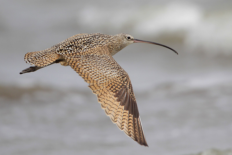 Long-billed Curlew