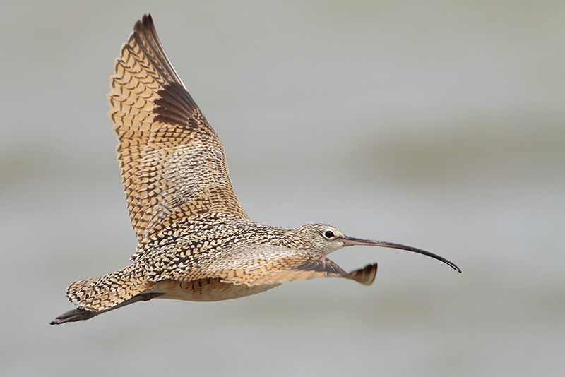 Long-billed Curlew