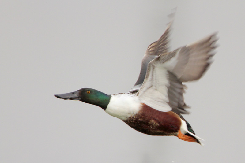 Northern Shoveler