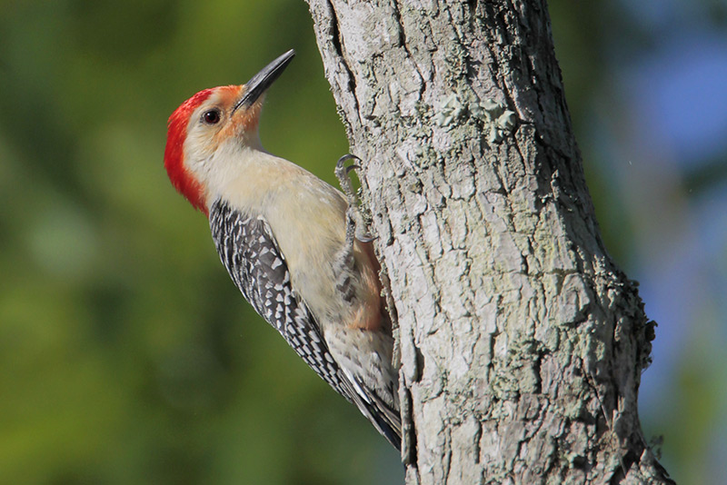 Red-bellied Woodpecker