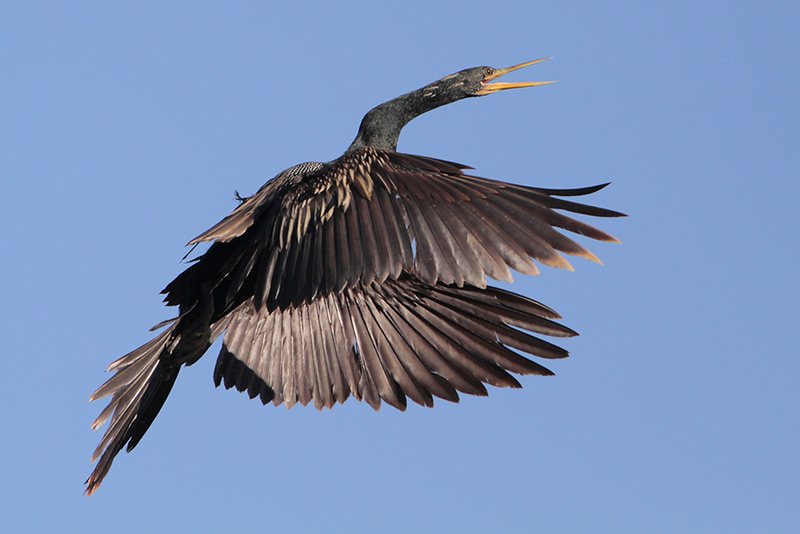 Anhinga