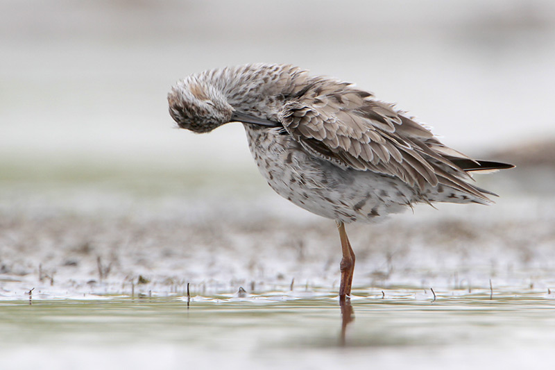 Stilt Sandpiper
