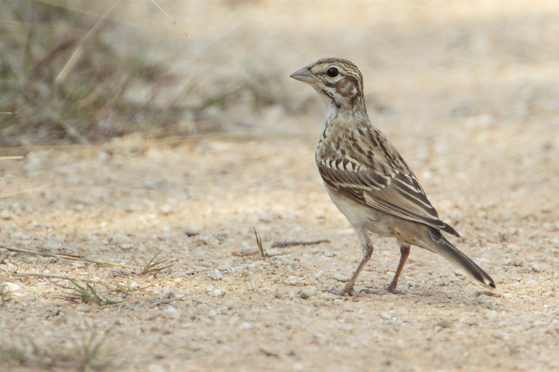 Lark Sparrow